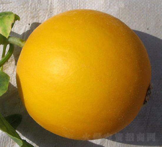 ������-��ϷN��-�A���N��