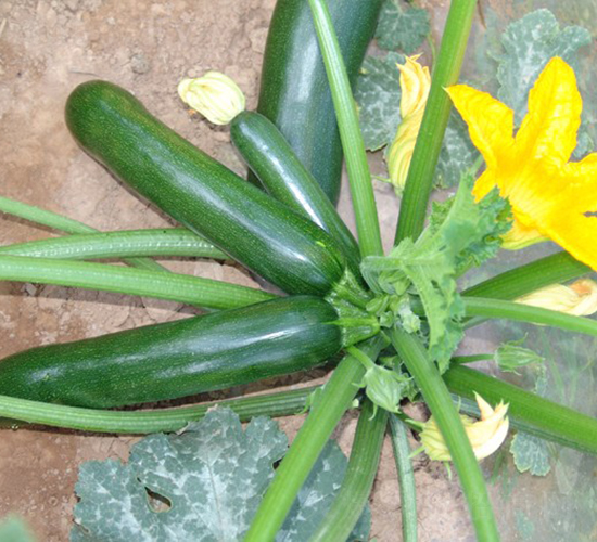 �A��1219-�����J�N��-�A���N��