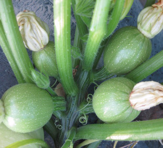 ���-�����J�N��-�A���N��