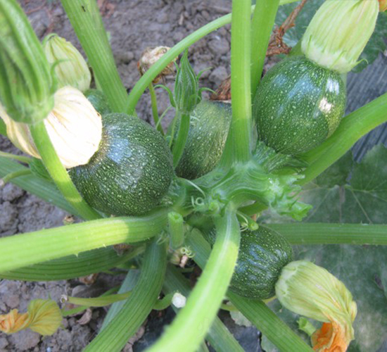 ī��-�����J�N��-�A���N��