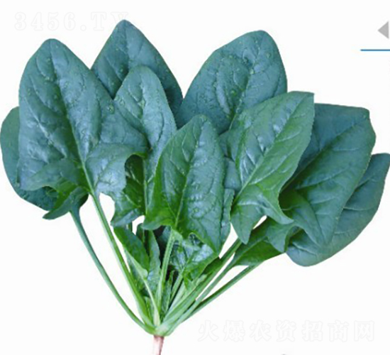 飛龍菠菜688-菠菜種子-廣良