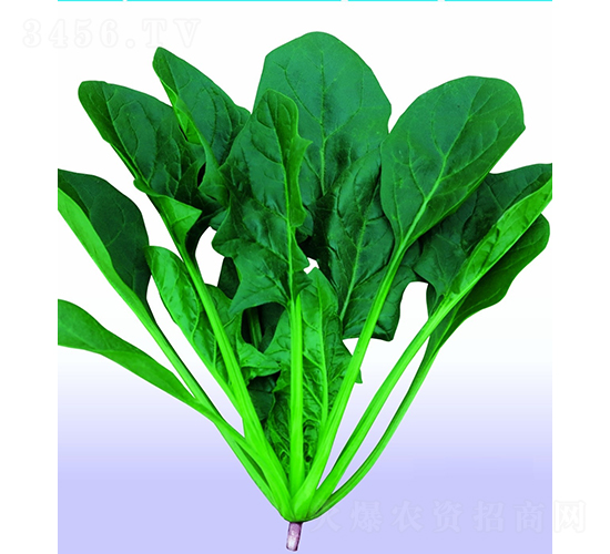 新動力菠菜-菠菜種子-廣良