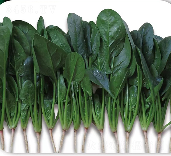 新麗貝菠菜-菠菜種子-廣良