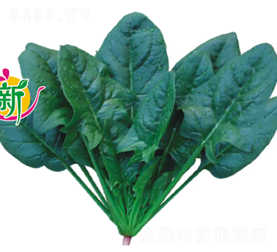 新世界M級菠菜-菠菜種子-廣良