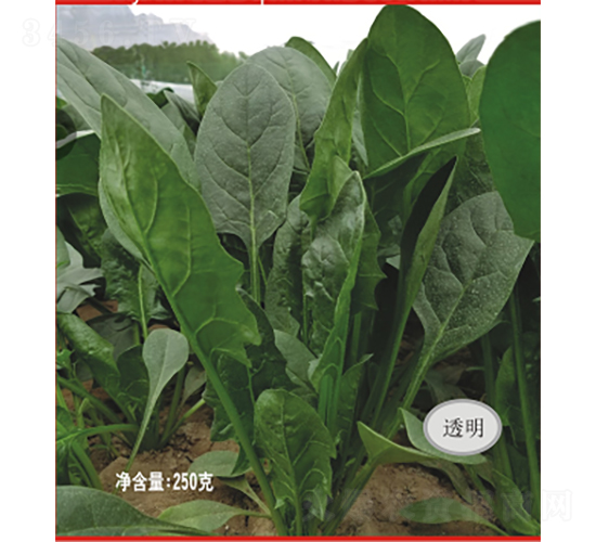 新紀元菠菜-菠菜種子-廣良