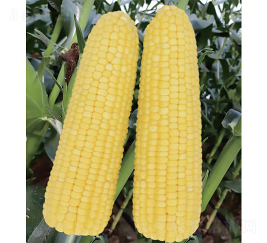 �V����21̖(h��o)����-���׷N��-�V��