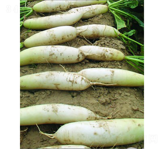 ����7007�}��-�}���N��-�V��