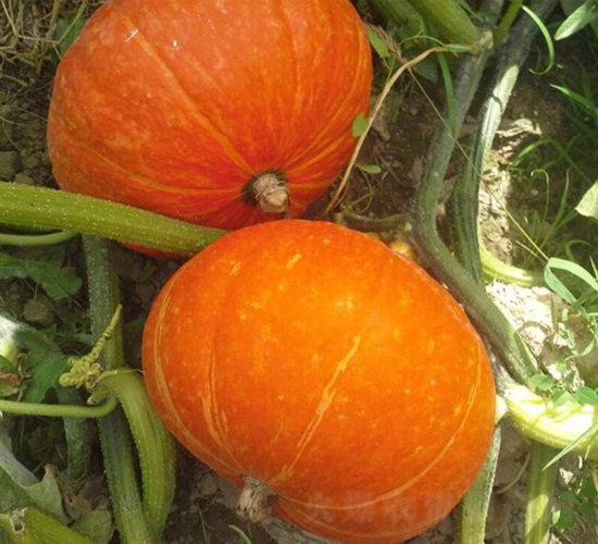 洋紅-南瓜種子-華美種苗