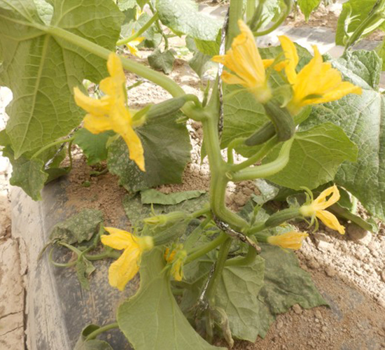 ����-�S�ϷN��-�A���N��