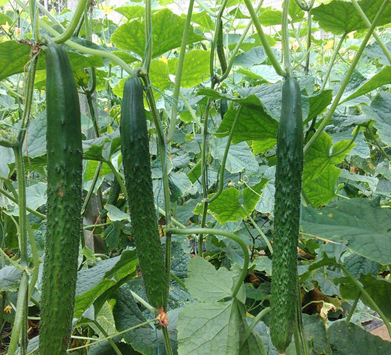 �A����̖-�S�ϷN��-�A���N��