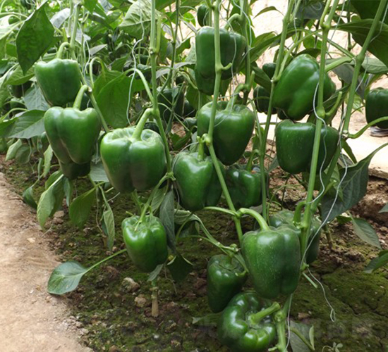 奇跡-甜椒種子-華美種苗
