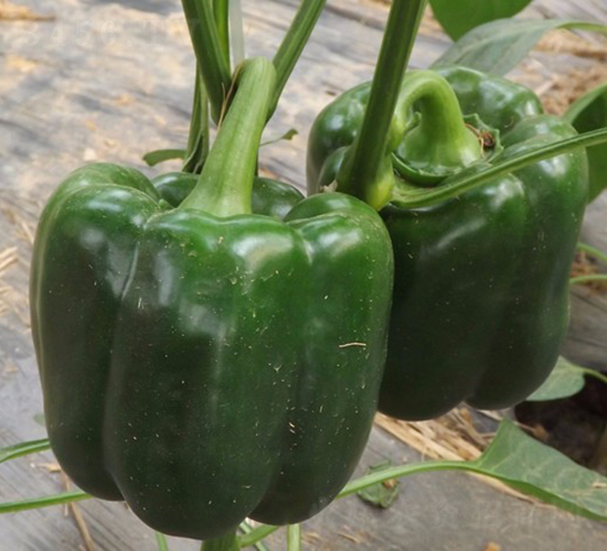 �A��1504-�𽷷N��-�A���N��