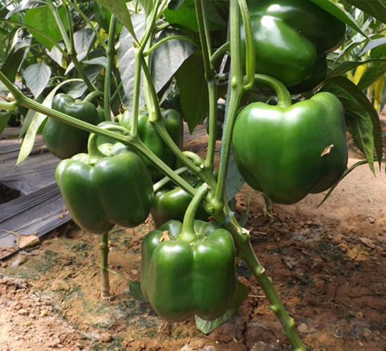 �A��1502-�𽷷N��-�A���N��