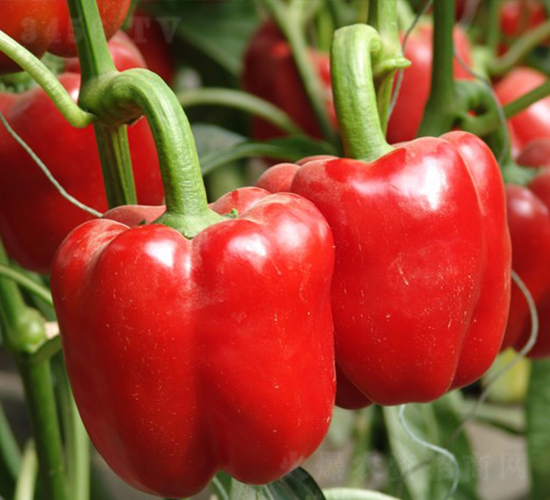 巴倫-甜椒種子-華美種苗