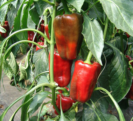 歐瑪一號-甜椒種子-華美種苗