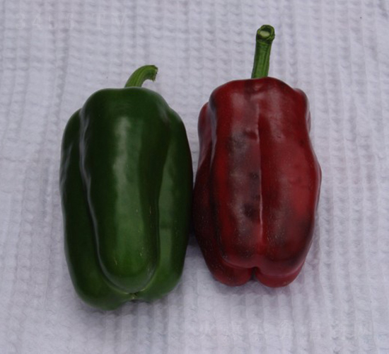 SP12-13-�𽷷N��-�A���N��