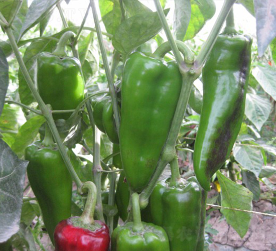 ̩��-�𽷷N��-�A���N��