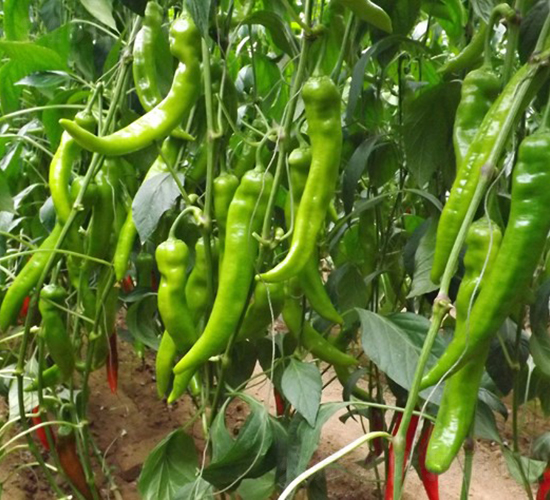 ��-�����N��-�A���N��