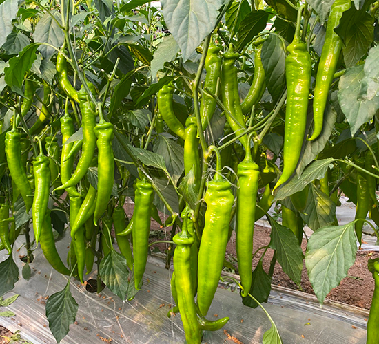 �A��2109-�����N��-�A���N��