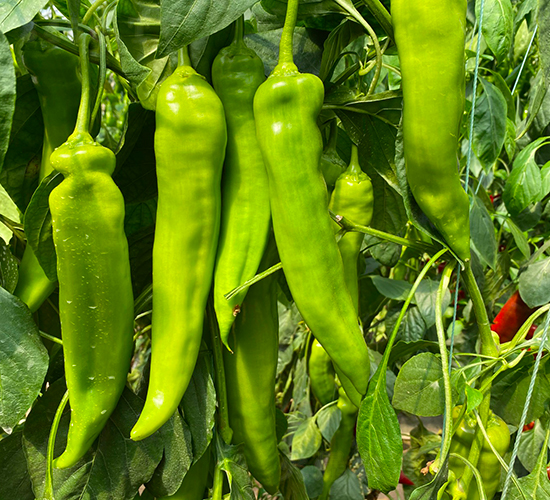 華美2127-辣椒種子-華美種苗