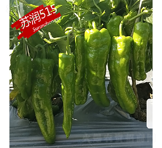 �K��(r��n)515-�����N��-�K��(r��n)�N�I(y��)