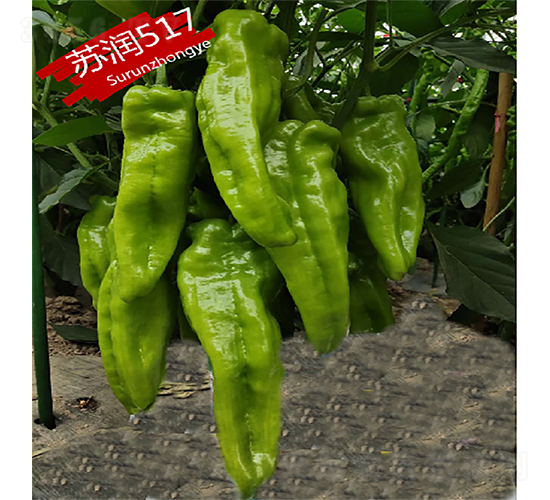 �K��517-�����N��-�K���N�I(y��)