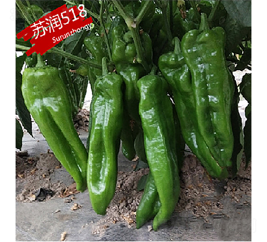 �K��518-�����N��-�K���N�I(y��)