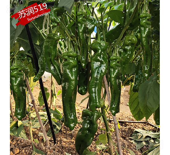 �K��(r��n)519-�����N��-�K��(r��n)�N�I(y��)