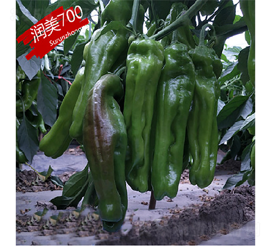 �K��(r��n)700-�����N��-�K��(r��n)�N�I(y��)