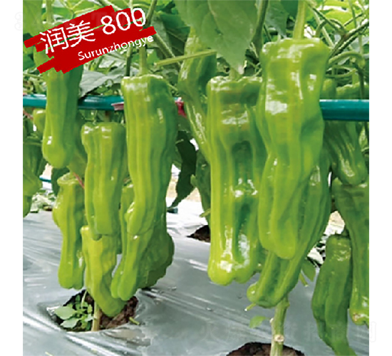 �K��800-�����N��-�K���N�I(y��)