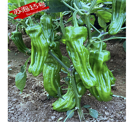 �K��15̖(h��o)-�����N��-�K��(r��n)�N�I(y��)