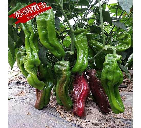 �K��(r��n)��ʿ-�����N��-�K��(r��n)�N�I(y��)