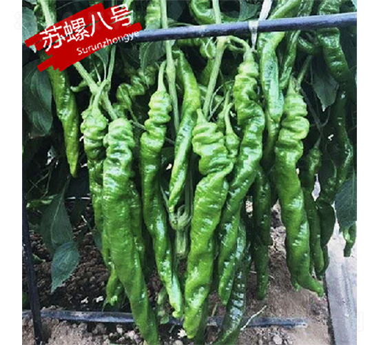 �K�ݰ�̖-�����N��-�K���N�I(y��)