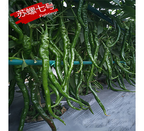 �K����̖-�����N��-�K���N�I(y��)