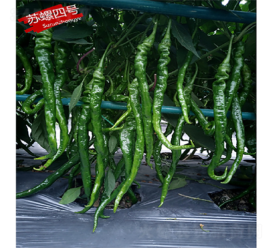 �K����̖(h��o)-�����N��-�K��(r��n)�N�I(y��)