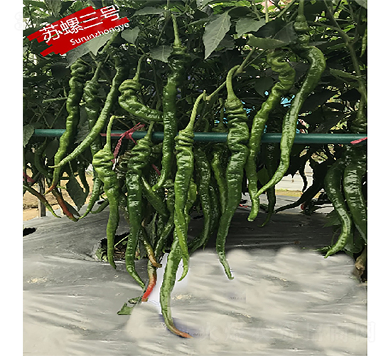 �K����̖(h��o)-�����N��-�K��(r��n)�N�I(y��)