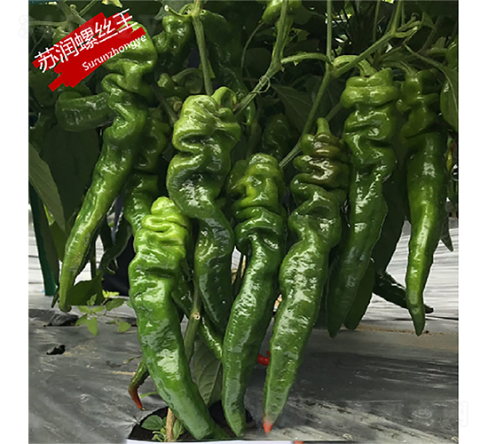 �K���ݽz��-�����N��-�K���N�I(y��)