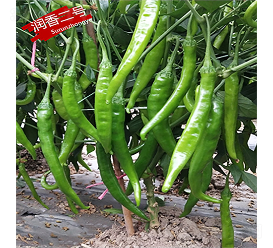 �����̖(h��o)-�����N��-�K���N�I(y��)