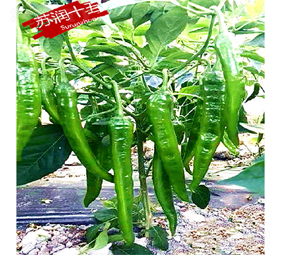 �K��ʮ��-�����N��-�K���N�I(y��)