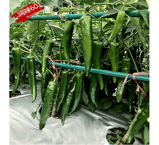 ��(r��n)��601-�����N��-�K��(r��n)�N�I(y��)