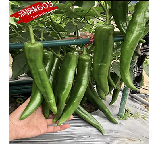 ��(r��n)��605-�����N��-�K��(r��n)�N�I(y��)