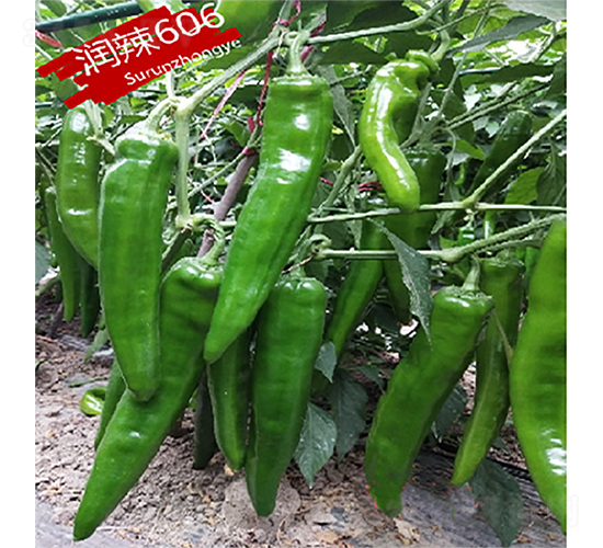 潤(rùn)辣606-辣椒種子-蘇潤(rùn)種業(yè)