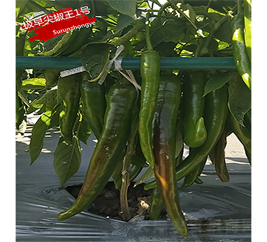 �O��⽷��1̖-�����N��-�K���N�I(y��)