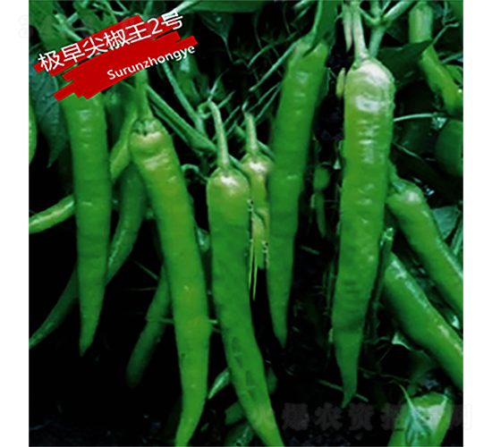 �O��⽷��2̖-�����N��-�K���N�I(y��)