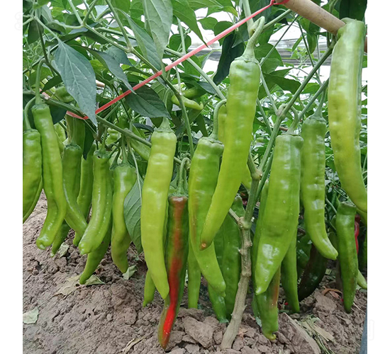 �K��(r��n)�S�焦-�����N��-�K��(r��n)�N�I(y��)