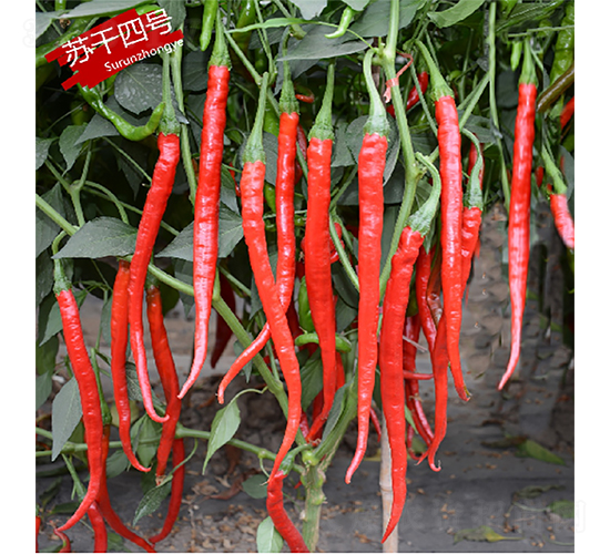 �K����̖(h��o)-�����N��-�K��(r��n)�N�I(y��)