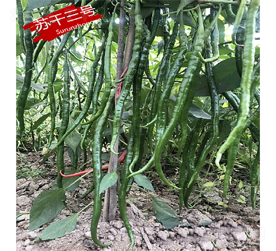 �K����̖-�����N��-�K���N�I(y��)