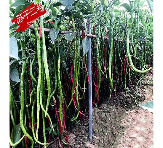 �K�ɶ�̖-�����N��-�K���N�I(y��)