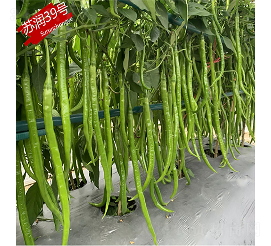 �K��39̖-�����N��-�K���N�I(y��)