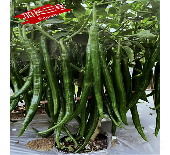 ���L��̖-�����N��-�K���N�I(y��)